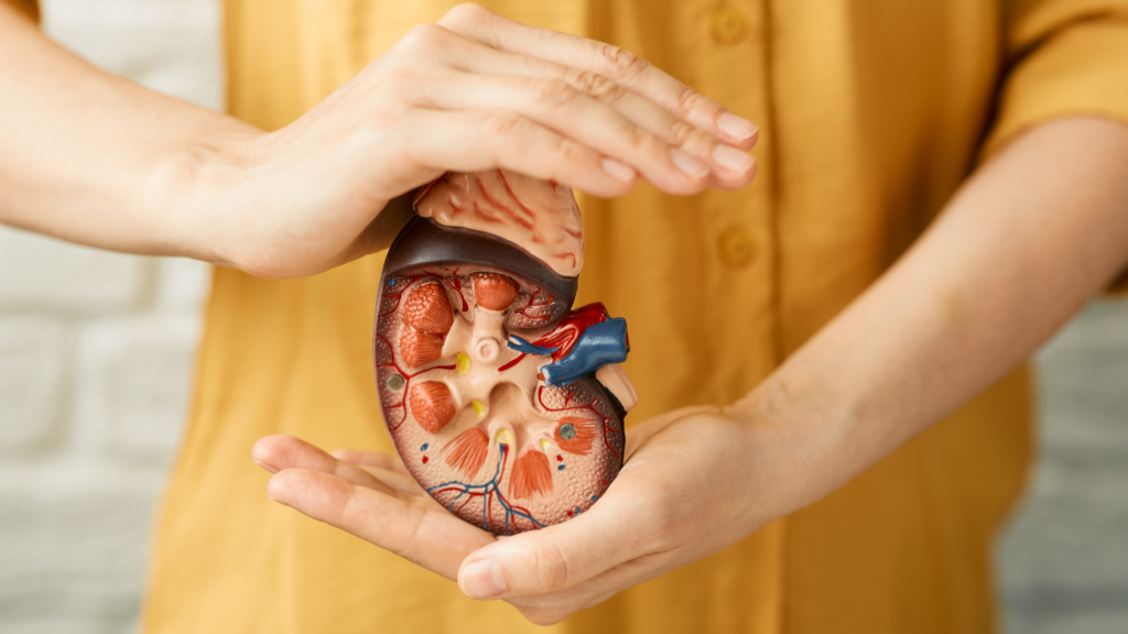 person holding kidney diagram